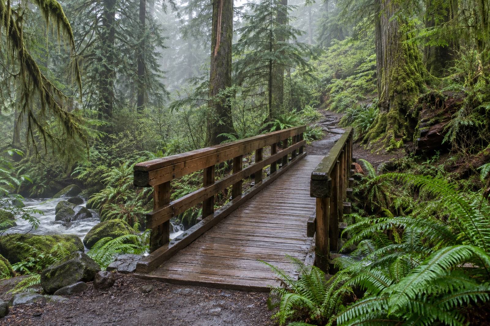 A cedar footbridge in a green forest after rain